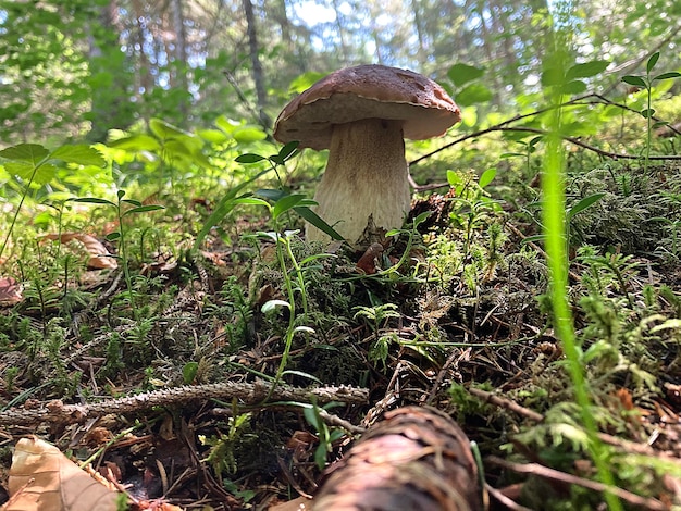 Pilzboletus im Wald