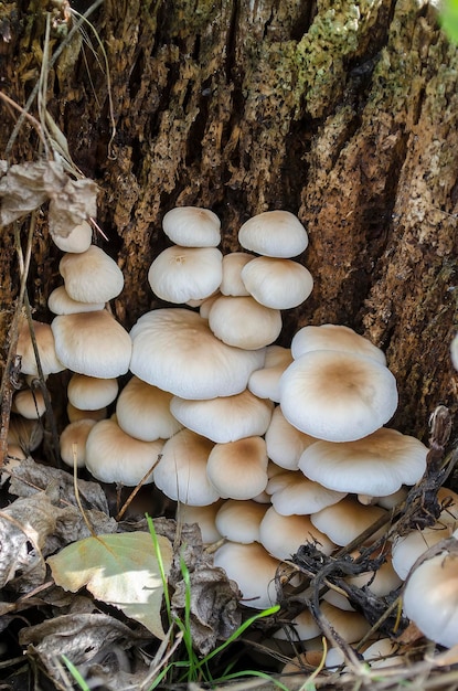 Pilze am Fuß des Baumes