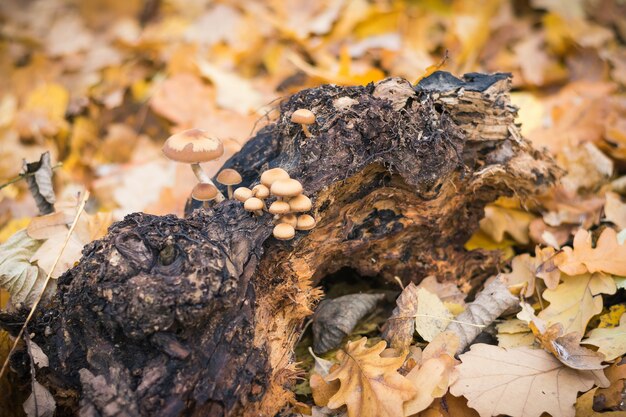 Pilze auf dem Verrottungsholzstück im Herbstwald.