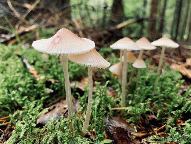 Pilze auf dem Waldboden im Herbst