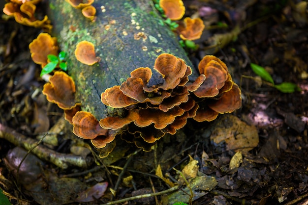 Pilze auf einem Bauholz in der Natur, Pilzwald.