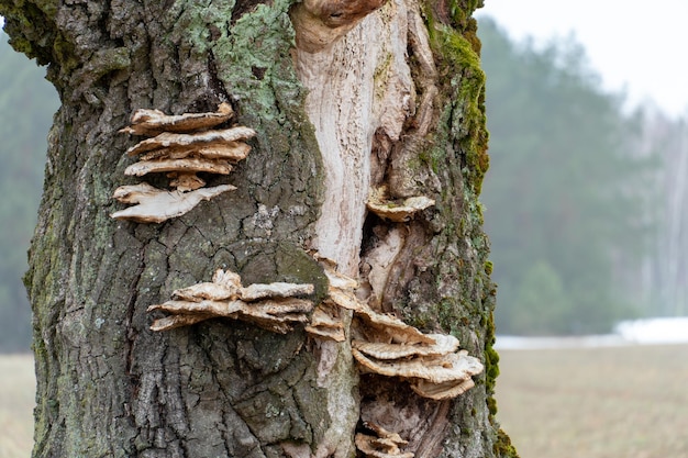 Pilze auf einem Baum tote alte trockene Baumrinde und Moos in der Nähe