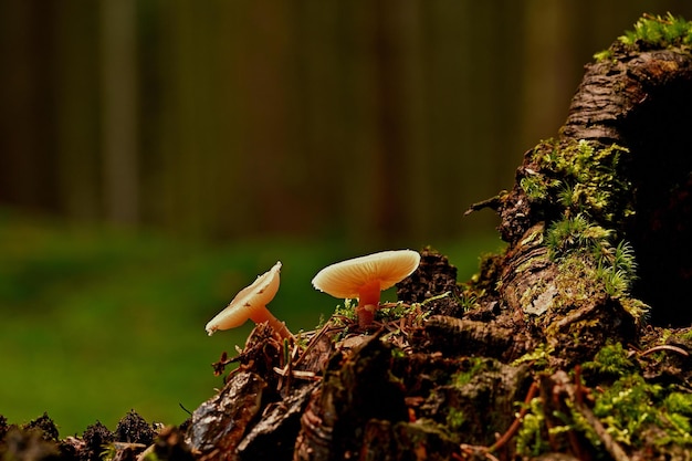 Pilze auf einem Baum