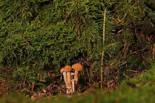 Pilze auf einem Baum