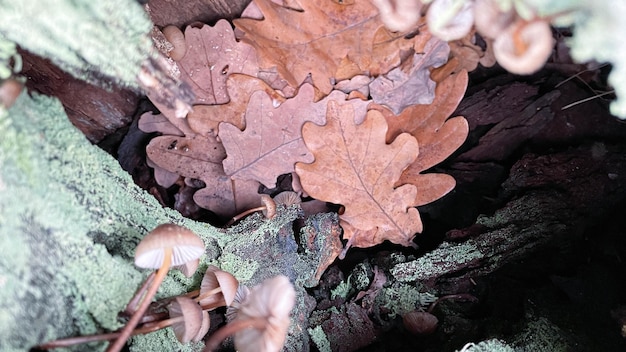 Pilze auf einem Baumstumpf mit Moos im Wald