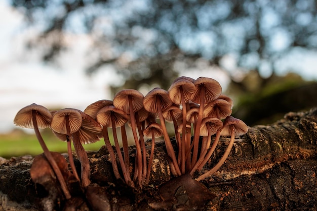 Pilze auf Holz eines umgestürzten Baums.