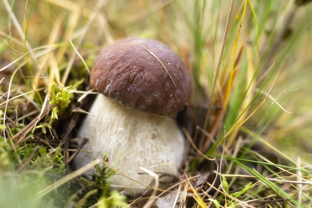 Pilze Bolete-Pilz im wilden Boletus pinophilus