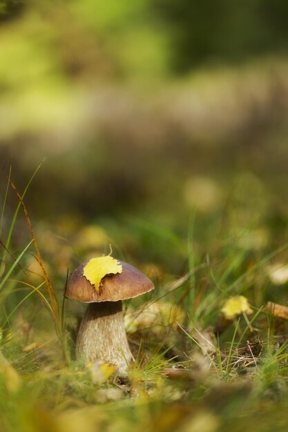 Pilze Bolete-Pilz im wilden Boletus pinophilus