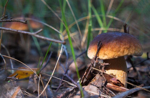 Pilze Cep wächst im Wald. Pilzesammeln im Herbst.