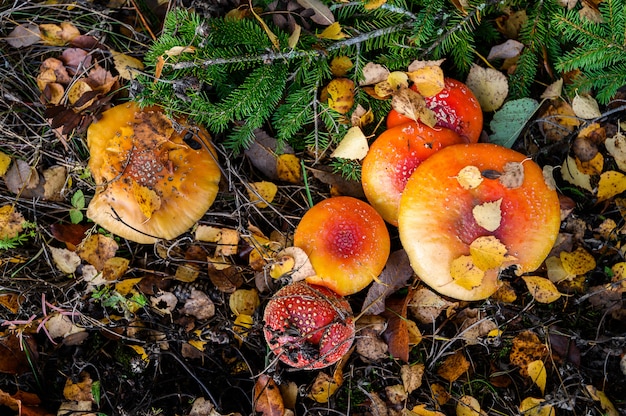 Pilze der roten Blätterpilzfliege auf einem Baum im Wald