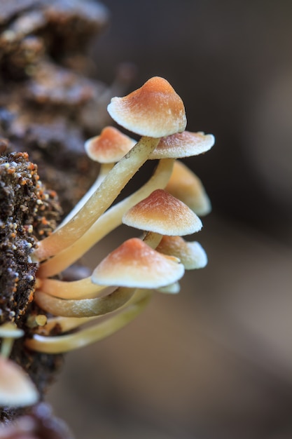 Pilze, die auf einem lebenden Baum im Wald wachsen