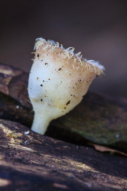 Pilze, die auf einem lebenden Baum wachsen