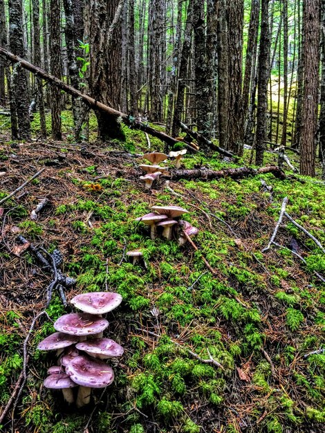 Foto pilze, die im wald wachsen