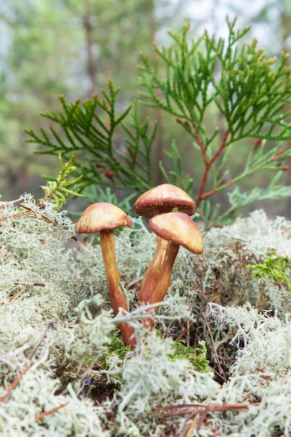 Pilze Falscher Honigpilz wächst im Moos