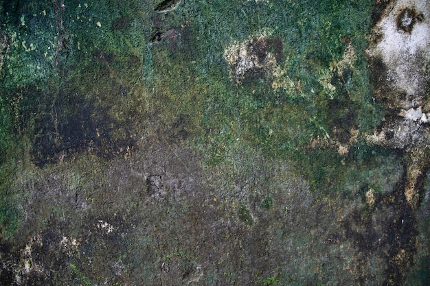 Pilze Green Moss Textur abstrakter Hintergrund Betonwand. Rostiger, Grungy, Vintage-Hintergrund