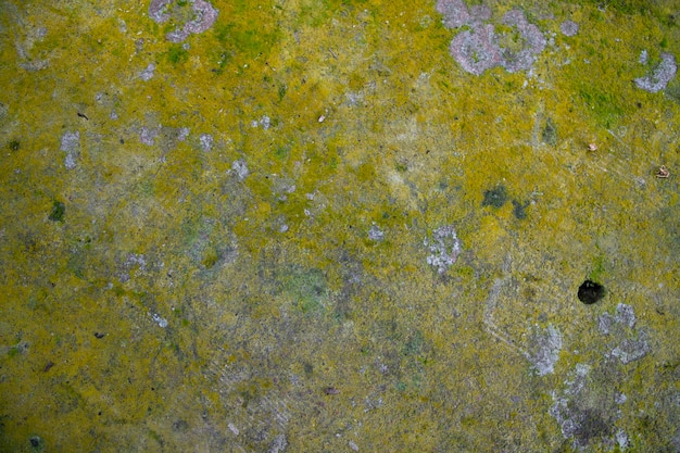 Pilze Green Moss Textur abstrakter Hintergrund Betonwand. Rostiger, Grungy, Vintage-Hintergrund