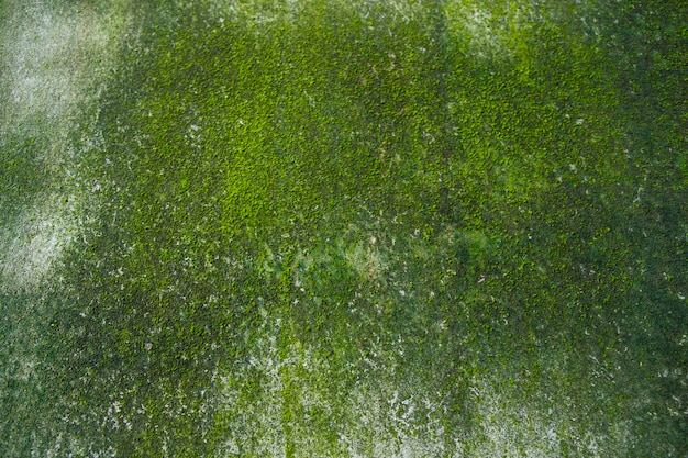 Pilze Green Moss Texture abstrakten Hintergrund Betonwand Rusty Grungy Gritty Vintage Background