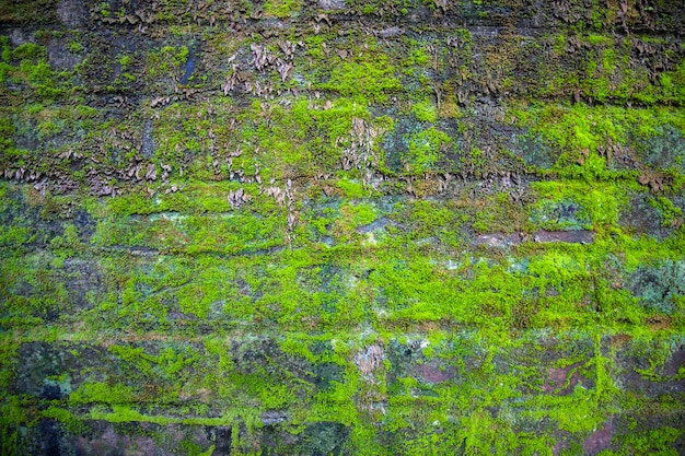 Pilze Grünes Moos auf der alten Mauer hat eine abstrakte Hintergrundtextur