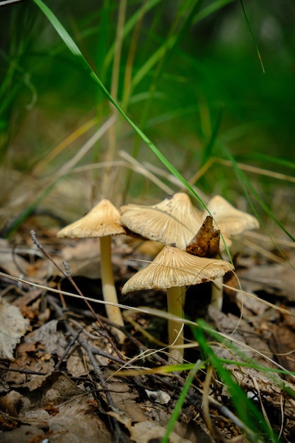 Pilze im grünen Gras des Waldhintergrundes