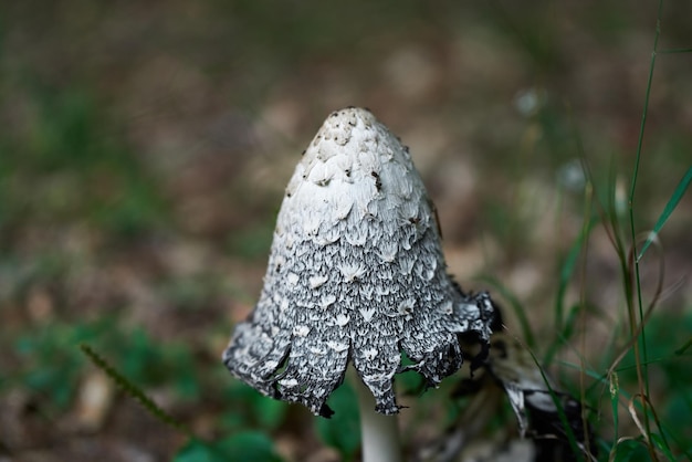 Pilze im Herbst Ein Shaggy Mane-Pilzexemplar