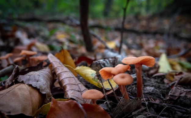 Pilze im Herbstwald aus nächster Nähe