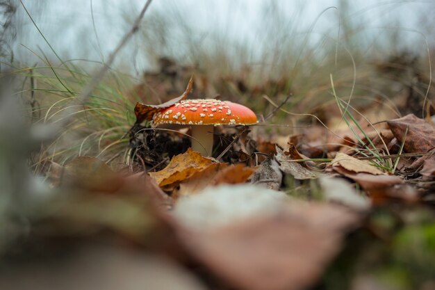 Pilze im Herbstwald