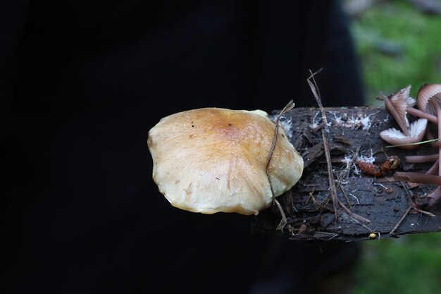 Pilze im Mclaren Park San Francisco Calfornia