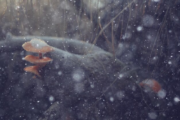 pilze im schnee, winteransicht, landschaft im dezemberwald