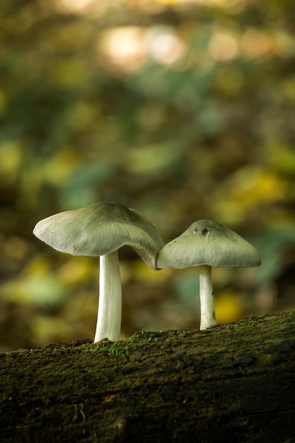 Foto pilze im wald am alten stamm