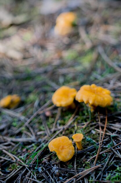 Pilze im Wald. Pfifferlinge