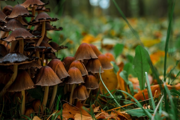 Pilze im Wald, wilder Pilz auf dem Fichtenstumpf. Herbstzeit im Wald.