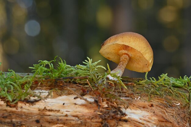 Pilze im Wald