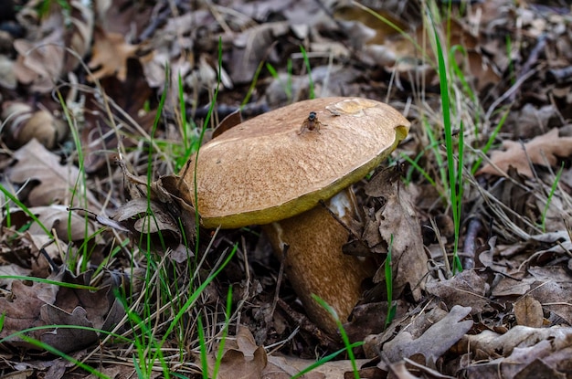 Pilze in einem herbstlichen Wald