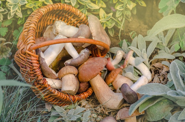 Pilze in einem Korb Ernte Braunkappenboletus und Herbstwald