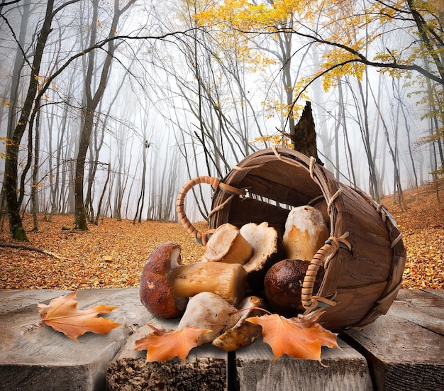 Pilze in einem Korb und Herbstwald