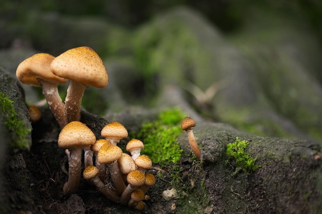 Pilze in einem Wald in der Nähe von Baum Pilze und Moos im Herbst Wald