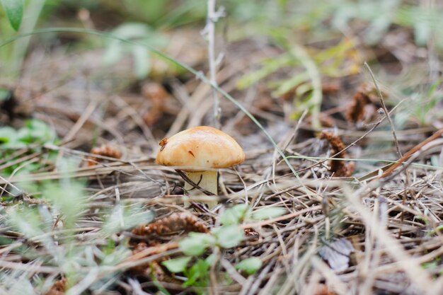 Pilze in einer Kiefernwaldnahaufnahme.