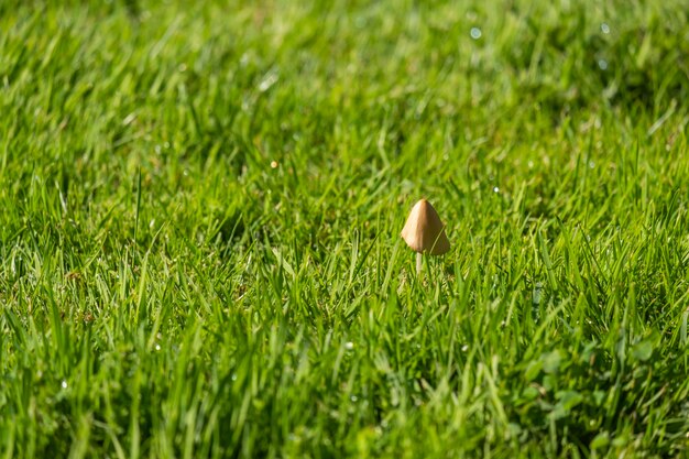 Foto pilze panaeolus semiovatus im vordergrund auf pflanzenfressermist