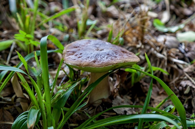 Pilze sammeln im Wald