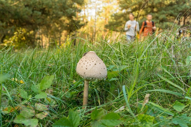 Pilze sammeln sich in einem Wald