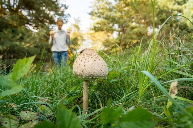 Pilze sammeln sich in einem Wald