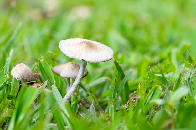 Pilze schöne Kolonie von Pilzen in jedem Garten in Brasilien natürliches Licht Selektiver Fokus