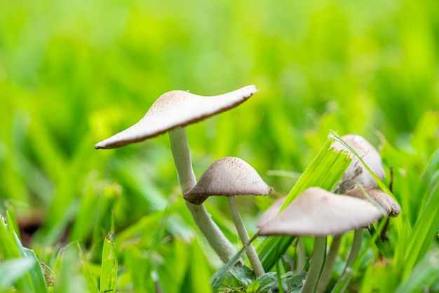 Pilze schöne Kolonie von Pilzen in jedem Garten in Brasilien natürliches Licht Selektiver Fokus