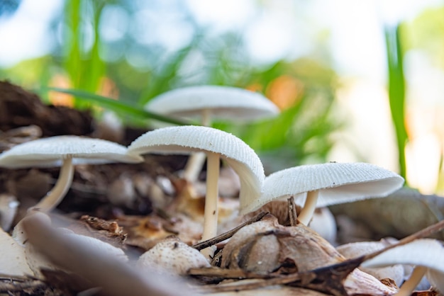 Pilze schöne Kolonie von Pilzen in jedem Garten in Brasilien natürliches Licht Selektiver Fokus