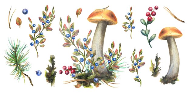 Pilze, Steinpilze, Gras, Blaubeeren, Moos und Zapfen, Aquarell-Illustration, handgezeichnet, isolierte Komposition mit Elementen auf weißem Hintergrund