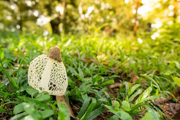 Pilze Stinkhorn sind im östlichen Teil von Thailand zu finden. Sie sehen aus wie ungenießbare Netze.