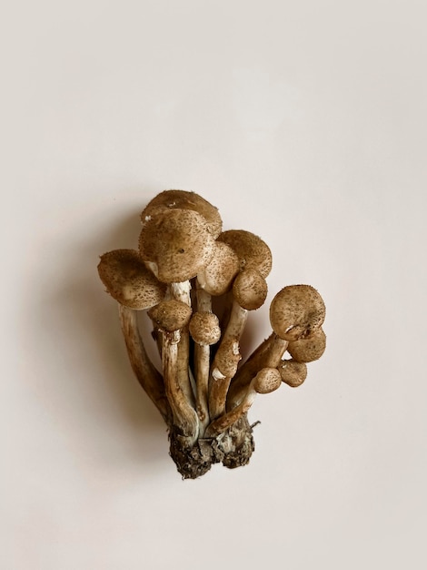 Pilze von Honigpilzen mit Myzel liegen auf einem beigen monochromen Hintergrund Kopierbereich Ansicht von oben