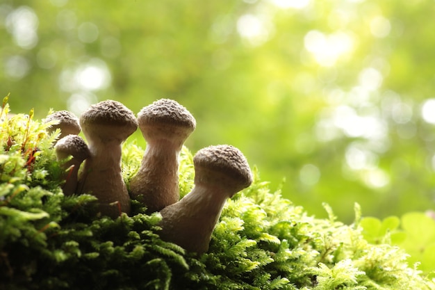 Pilze wachsen auf einem Baumstamm mit Waldhintergrund