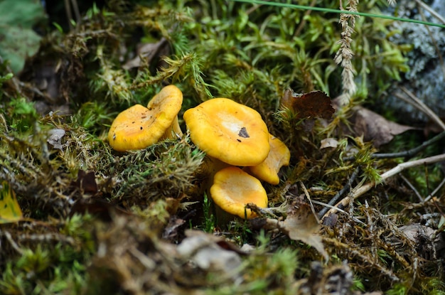 Pilze wachsen im wilden Wald