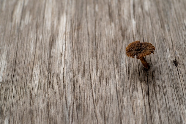 Pilze werden auf Holz geboren Einzelne Blume.